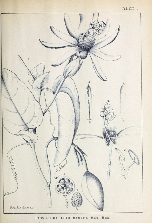 Contributions du Jardin botanique de Rio de Janeiro /.Rio de Janeiro :L'Etoile du Sud,1901-1907.  | Botany Brazil | Vintage Print Reproduction 453874