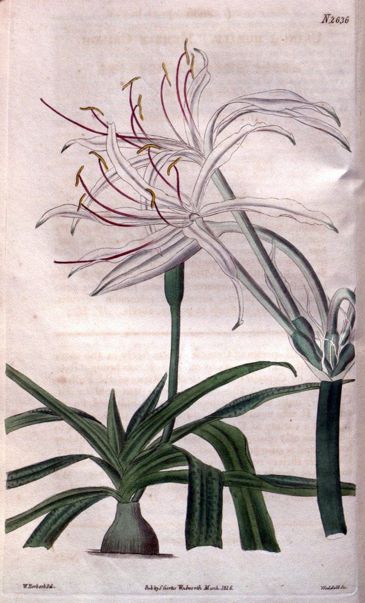 Curtis's botanical magazine. London ; New York [etc.] :Academic Press [etc.]. | "Botanical illustration" Botany Periodicals "Pictorial works" "Plants, Ornamental"  | Vintage Print Reproduction 453876