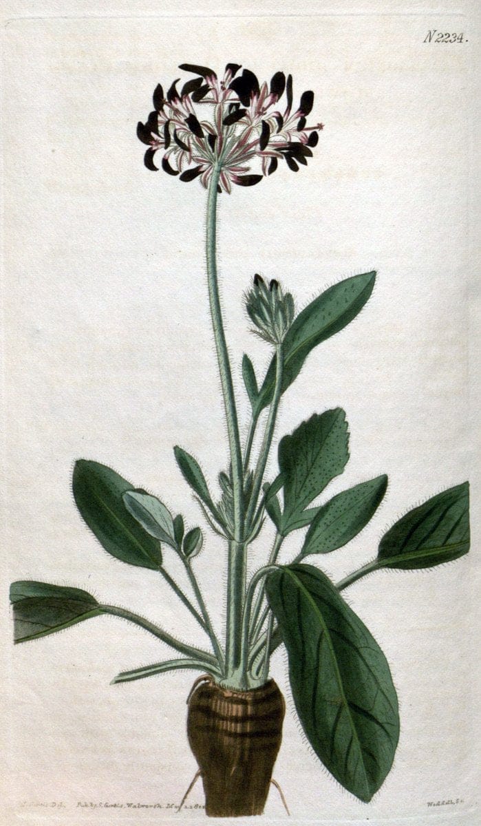 Curtis's botanical magazine. London ; New York [etc.] :Academic Press [etc.]. | "Botanical illustration" Botany Periodicals "Pictorial works" "Plants, Ornamental"  | Vintage Print Reproduction 453879