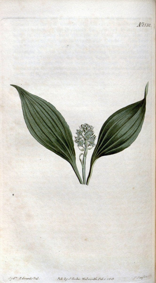 Curtis's botanical magazine. London ; New York [etc.] :Academic Press [etc.]. | "Botanical illustration" Botany Periodicals "Pictorial works" "Plants, Ornamental"  | Vintage Print Reproduction 453880