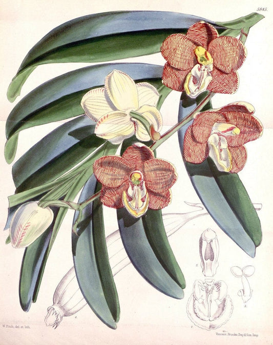 Curtis's botanical magazine. London ; New York [etc.] :Academic Press [etc.]. | "Botanical illustration" Botany Periodicals "Pictorial works" "Plants, Ornamental"  | Vintage Print Reproduction 453882