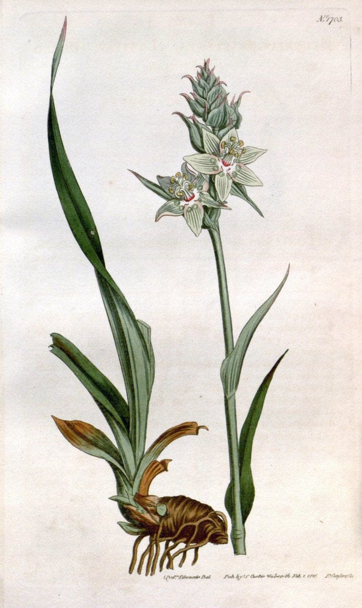 Curtis's botanical magazine. London ; New York [etc.] :Academic Press [etc.]. | "Botanical illustration" Botany Periodicals "Pictorial works" "Plants, Ornamental"  | Vintage Print Reproduction 453883