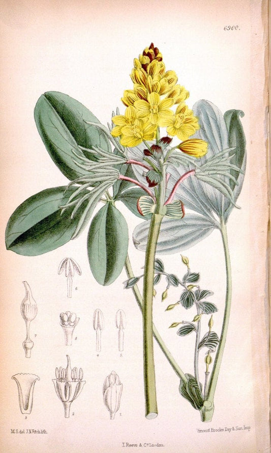 Curtis's botanical magazine. London ; New York [etc.] :Academic Press [etc.]. | "Botanical illustration" Botany Periodicals "Pictorial works" "Plants, Ornamental"  | Vintage Print Reproduction 453884