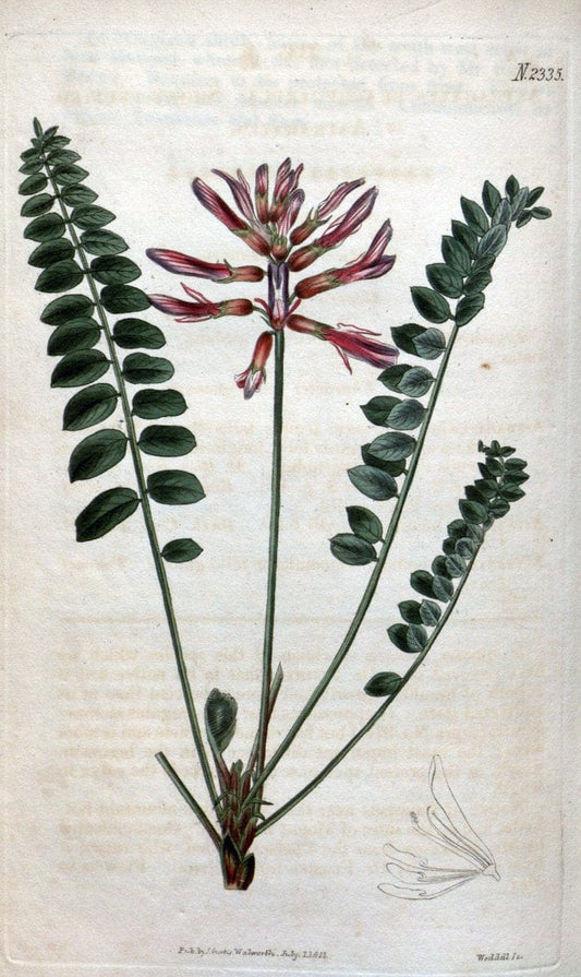 Curtis's botanical magazine. London ; New York [etc.] :Academic Press [etc.]. | "Botanical illustration" Botany Periodicals "Pictorial works" "Plants, Ornamental"  | Vintage Print Reproduction 453886