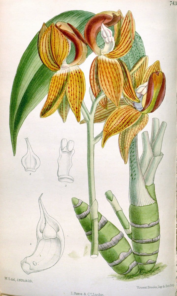 Curtis's botanical magazine. London ; New York [etc.] :Academic Press [etc.]. | "Botanical illustration" Botany Periodicals "Pictorial works" "Plants, Ornamental"  | Vintage Print Reproduction 453887