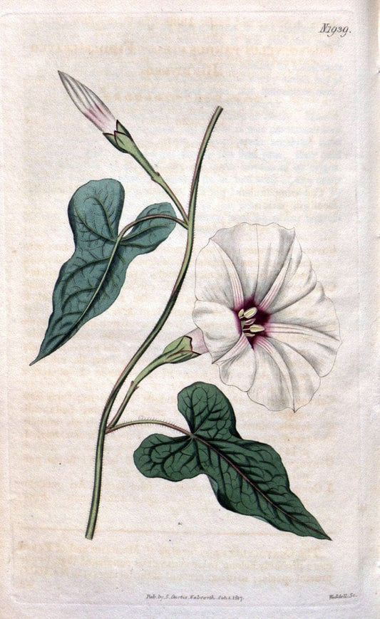 Curtis's botanical magazine. London ; New York [etc.] :Academic Press [etc.]. | "Botanical illustration" Botany Periodicals "Pictorial works" "Plants, Ornamental"  | Vintage Print Reproduction 453889