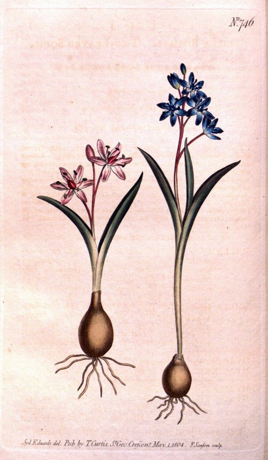 Curtis's botanical magazine..London ;New York [etc.] :Academic Press [etc.]. |  | Vintage Print Reproduction 453890