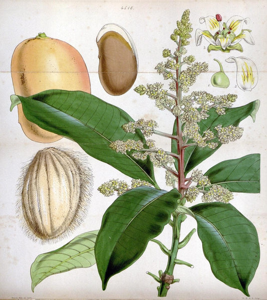 Curtis's botanical magazine. London ;New York [etc.] :Academic Press [etc.]. | Botany Periodicals "Pictorial works"  | Vintage Print Reproduction 453891
