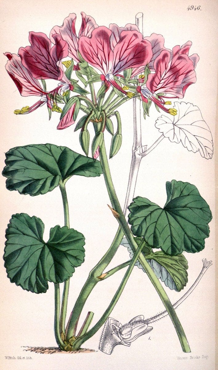 Curtis's botanical magazine. London ;New York [etc.] :Academic Press [etc.]. | Botany Periodicals "Pictorial works"  | Vintage Print Reproduction 453892