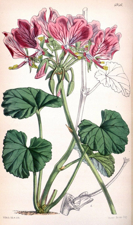 Curtis's botanical magazine. London ;New York [etc.] :Academic Press [etc.]. | Botany Periodicals "Pictorial works"  | Vintage Print Reproduction 453892
