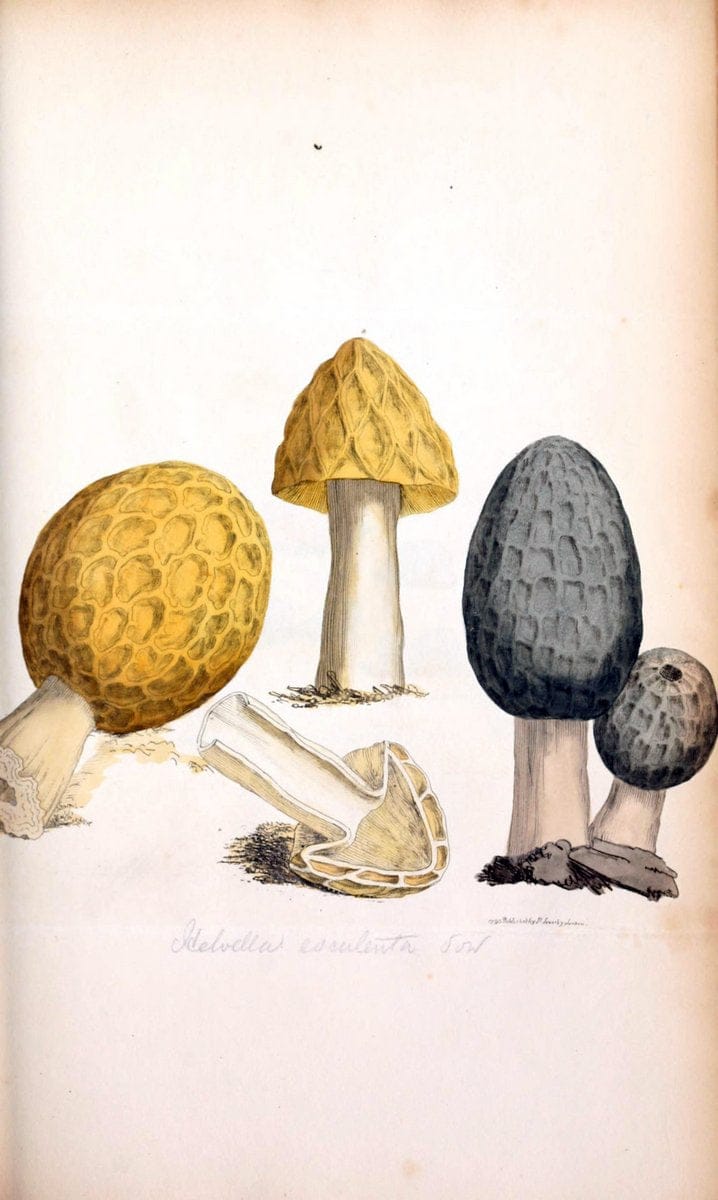 Coloured figures of English fungi or mushrooms. London,Printed by J. Davis,1797-[1809]. | England Mushrooms  | Vintage Print Reproduction 453896