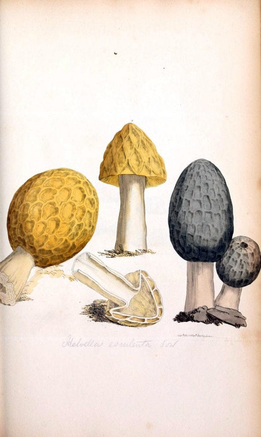 Coloured figures of English fungi or mushrooms. London,Printed by J. Davis,1797-[1809]. | England Mushrooms  | Vintage Print Reproduction 453896