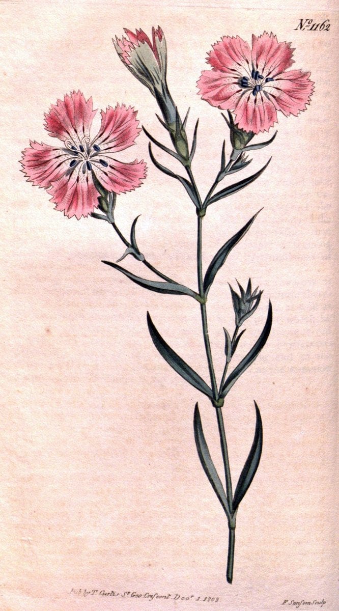 Curtis's botanical magazine. London ; New York [etc.] :Academic Press [etc.]. | "Botanical illustration" Botany Periodicals "Pictorial works" "Plants, Ornamental"  | Vintage Print Reproduction 453897