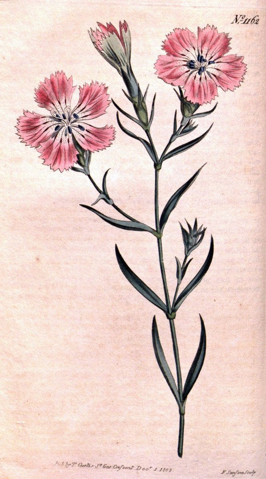 Curtis's botanical magazine. London ; New York [etc.] :Academic Press [etc.]. | "Botanical illustration" Botany Periodicals "Pictorial works" "Plants, Ornamental"  | Vintage Print Reproduction 453897