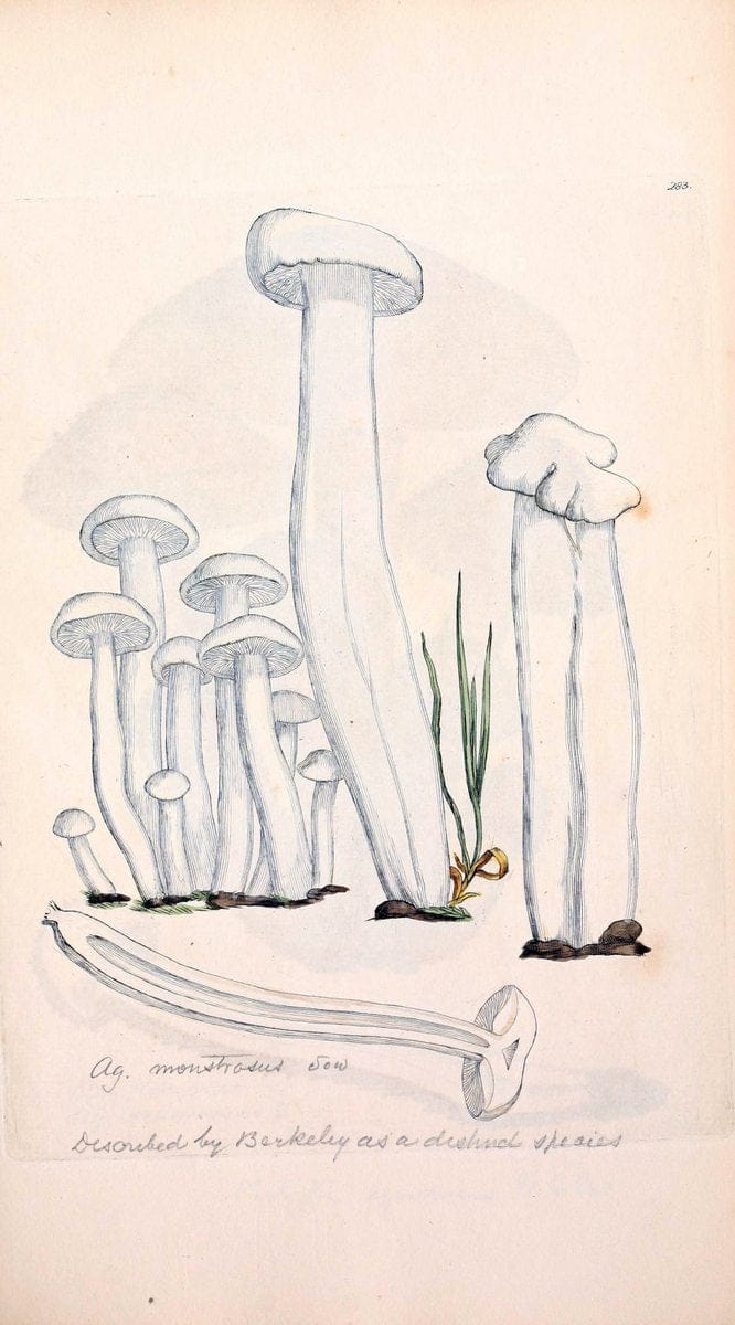 Coloured figures of English fungi or mushrooms. London,Printed by J. Davis,1797-[1809]. | England Mushrooms  | Vintage Print Reproduction 453898