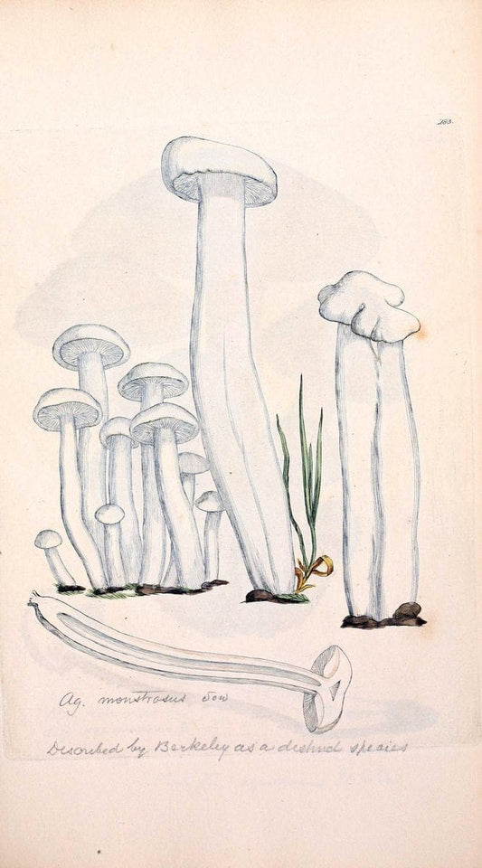 Coloured figures of English fungi or mushrooms. London,Printed by J. Davis,1797-[1809]. | England Mushrooms  | Vintage Print Reproduction 453898