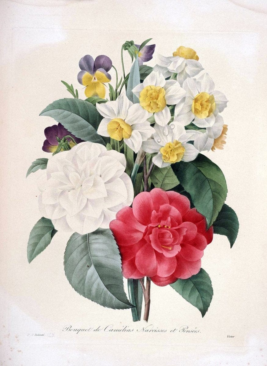 Choix des plus belles fleurs :.Paris:Ernest Panckoucke,[1833].. |  | Vintage Print Reproduction 453899