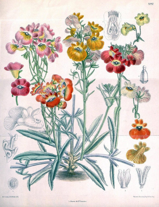Curtis's botanical magazine. London ; New York [etc.] :Academic Press [etc.]. | "Botanical illustration" Botany Periodicals "Pictorial works" "Plants, Ornamental"  | Vintage Print Reproduction 453900