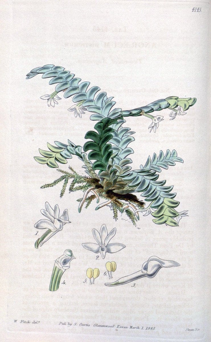 Curtis's botanical magazine. London ; New York [etc.] :Academic Press [etc.]. | "Botanical illustration" Botany Periodicals "Pictorial works" "Plants, Ornamental"  | Vintage Print Reproduction 453901