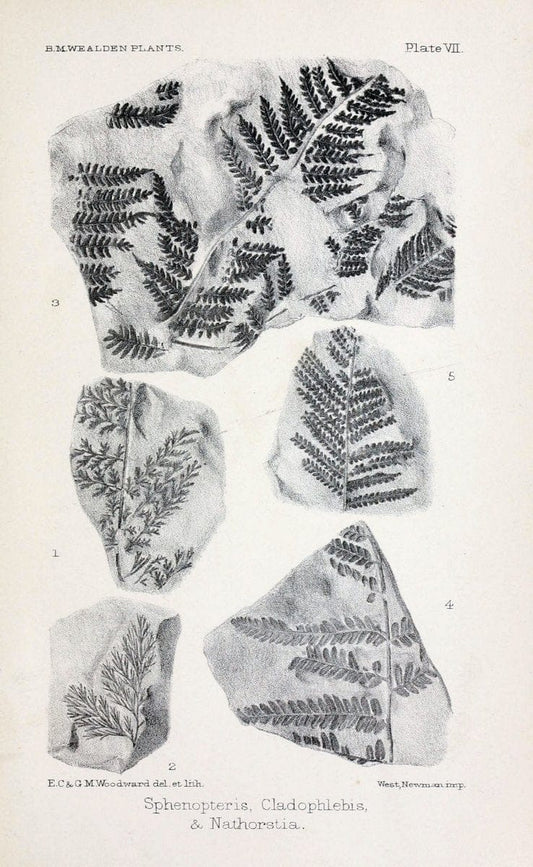 Chichen Itza, Mexico, 1895.1895. | Vintage Print Reproduction 453903