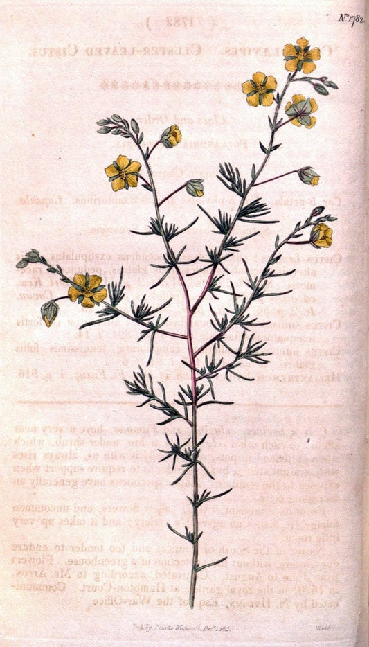 Curtis's botanical magazine. London ; New York [etc.] :Academic Press [etc.]. | "Botanical illustration" Botany Periodicals "Pictorial works" "Plants, Ornamental"  | Vintage Print Reproduction 453904