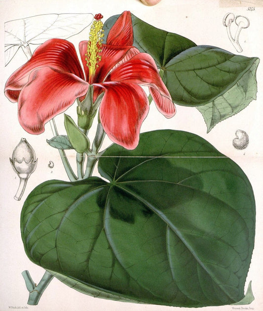 Curtis's botanical magazine. London ; New York [etc.] :Academic Press [etc.]. | "Botanical illustration" Botany Periodicals "Pictorial works" "Plants, Ornamental"  | Vintage Print Reproduction 453905