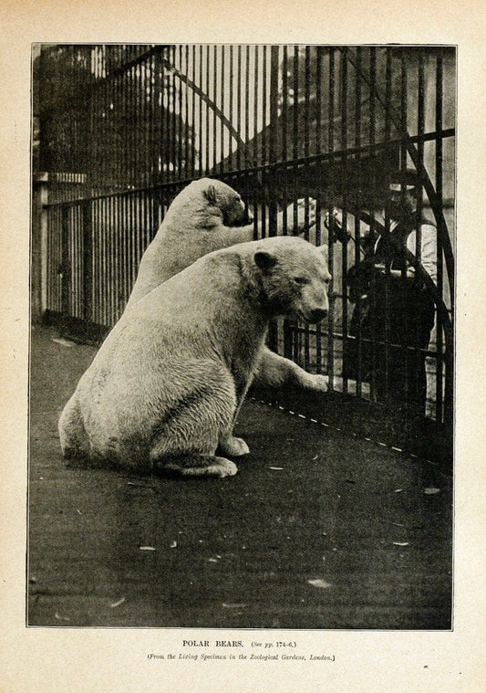 Cassell's natural history. London [etc]Cassell & Company, Limited,1896.  | "Animal behavior" Animals Nomenclature  | Vintage Print Reproduction 453906