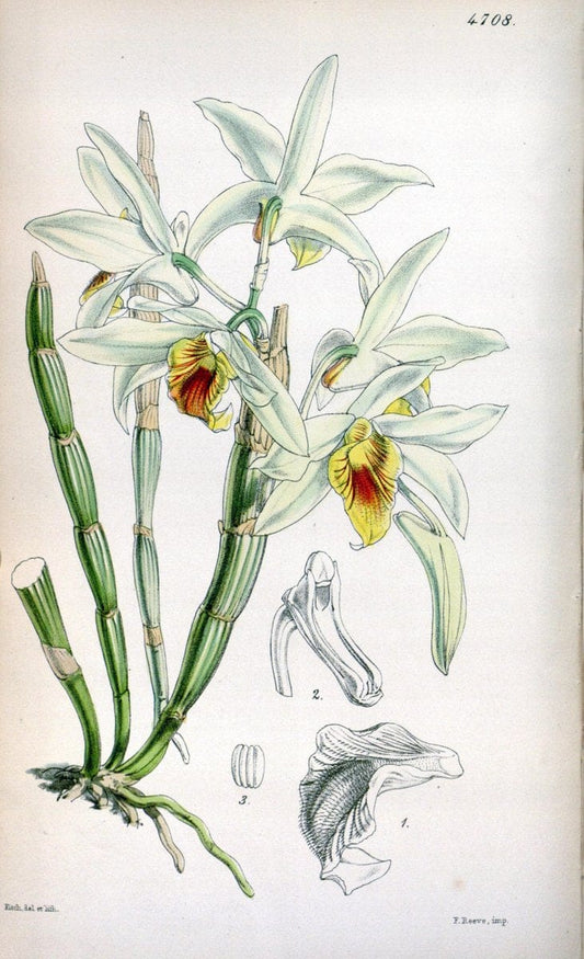 Curtis's botanical magazine. London ; New York [etc.] :Academic Press [etc.]. | "Botanical illustration" Botany Periodicals "Pictorial works" "Plants, Ornamental"  | Vintage Print Reproduction 453907