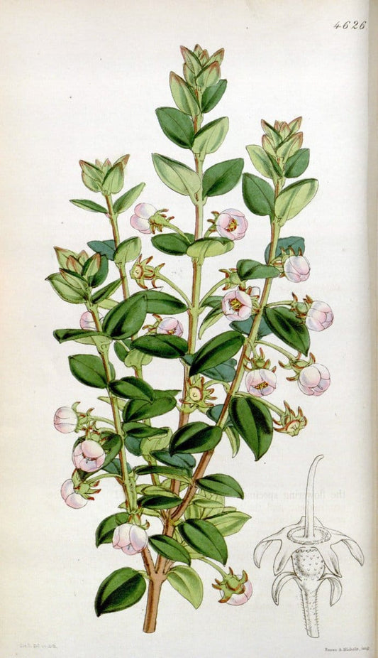 Curtis's botanical magazine. London ; New York [etc.] :Academic Press [etc.]. | "Botanical illustration" Botany Periodicals "Pictorial works" "Plants, Ornamental"  | Vintage Print Reproduction 453908