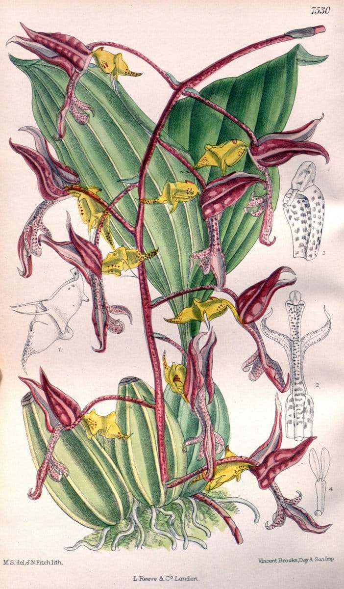 Curtis's botanical magazine. London ; New York [etc.] :Academic Press [etc.]. | "Botanical illustration" Botany Periodicals "Pictorial works" "Plants, Ornamental"  | Vintage Print Reproduction 453909
