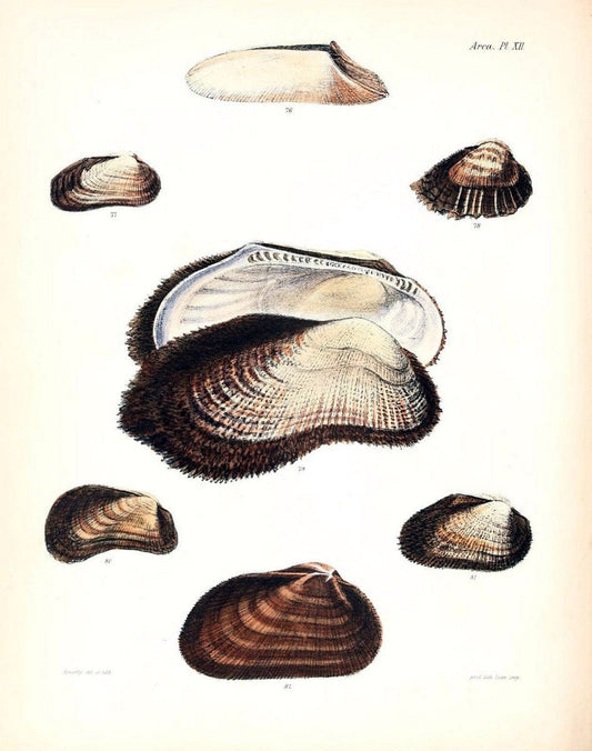 Conchologia iconica, or, Illustrations of the shells of molluscous animals /.London :Reeve, Brothers,1843-1878.  | Mollusks "Pictorial works" Shells | Vintage Print Reproduction 453910