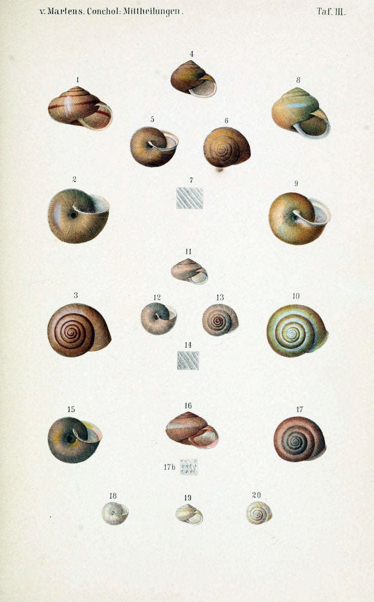 Conchologische Mittheilungen als Fortsetzung der Novitates conchologicae. bd 1 - 3.Cassell :T. Fischer,1880- . |  | Vintage Print Reproduction 453911