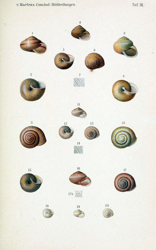 Conchologische Mittheilungen als Fortsetzung der Novitates conchologicae. bd 1 - 3.Cassell :T. Fischer,1880- . |  | Vintage Print Reproduction 453911
