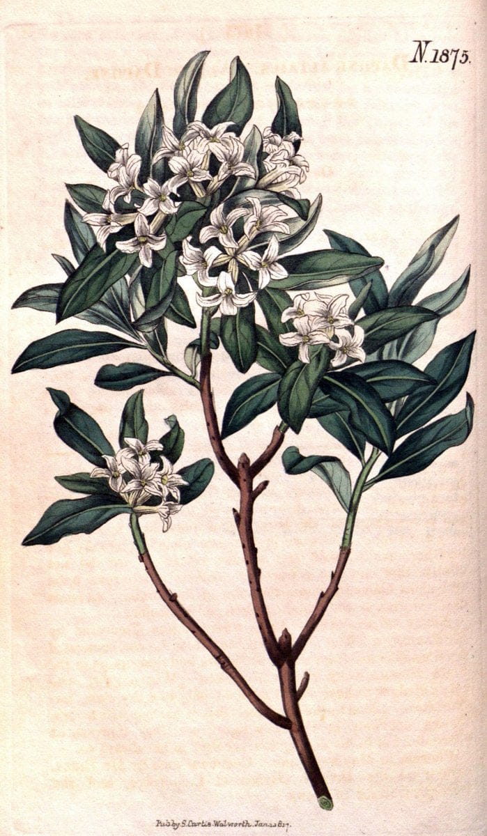 Curtis's botanical magazine. London ; New York [etc.] :Academic Press [etc.]. | "Botanical illustration" Botany Periodicals "Pictorial works" "Plants, Ornamental"  | Vintage Print Reproduction 453912