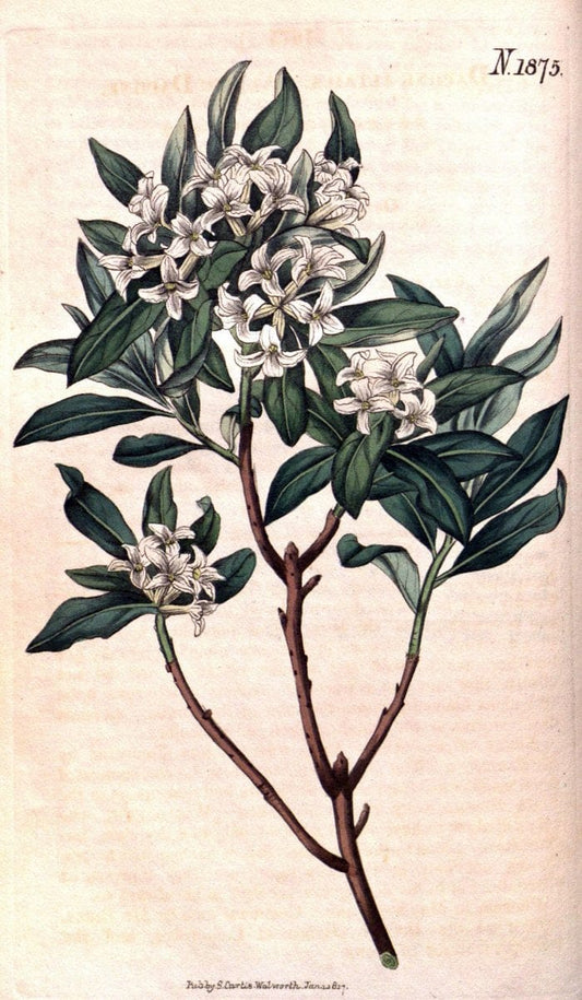 Curtis's botanical magazine. London ; New York [etc.] :Academic Press [etc.]. | "Botanical illustration" Botany Periodicals "Pictorial works" "Plants, Ornamental"  | Vintage Print Reproduction 453912