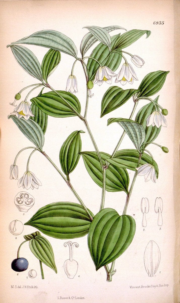 Curtis's botanical magazine. London ; New York [etc.] :Academic Press [etc.]. | "Botanical illustration" Botany Periodicals "Pictorial works" "Plants, Ornamental"  | Vintage Print Reproduction 453913