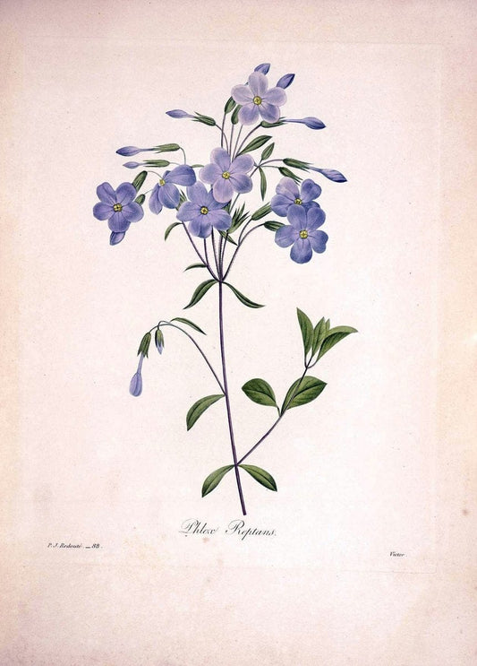 Choix des plus belles fleurs :.Paris:Ernest Panckoucke,[1833].. |  | Vintage Print Reproduction 453914