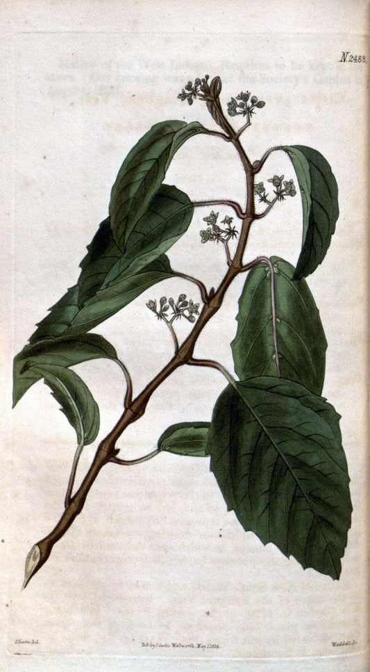Curtis's botanical magazine. London ; New York [etc.] :Academic Press [etc.]. | "Botanical illustration" Botany Periodicals "Pictorial works" "Plants, Ornamental"  | Vintage Print Reproduction 453915