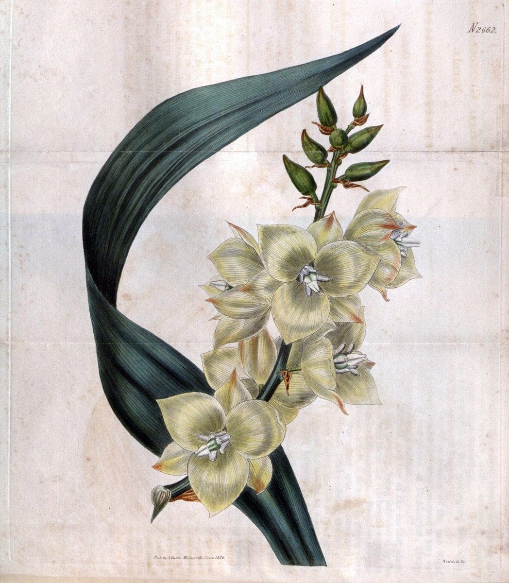 Curtis's botanical magazine. London ; New York [etc.] :Academic Press [etc.]. | "Botanical illustration" Botany Periodicals "Pictorial works" "Plants, Ornamental"  | Vintage Print Reproduction 453917