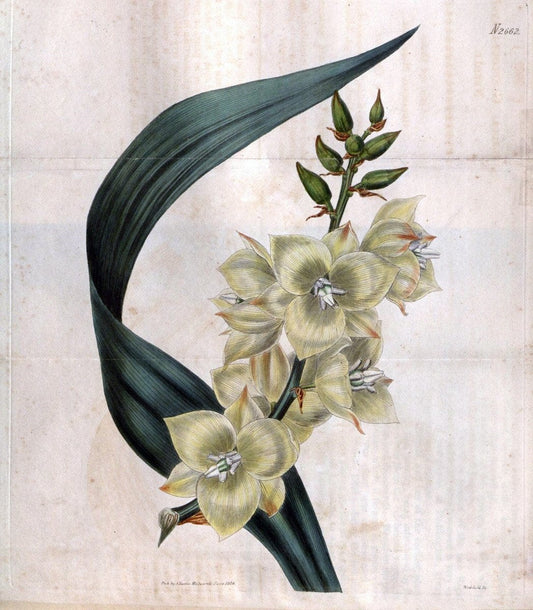 Curtis's botanical magazine. London ; New York [etc.] :Academic Press [etc.]. | "Botanical illustration" Botany Periodicals "Pictorial works" "Plants, Ornamental"  | Vintage Print Reproduction 453917
