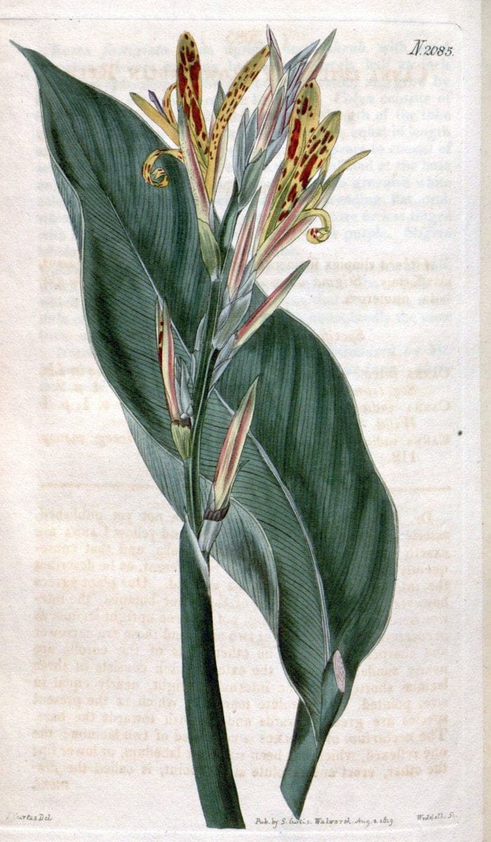 Curtis's botanical magazine. London ; New York [etc.] :Academic Press [etc.]. | "Botanical illustration" Botany Periodicals "Pictorial works" "Plants, Ornamental"  | Vintage Print Reproduction 453919