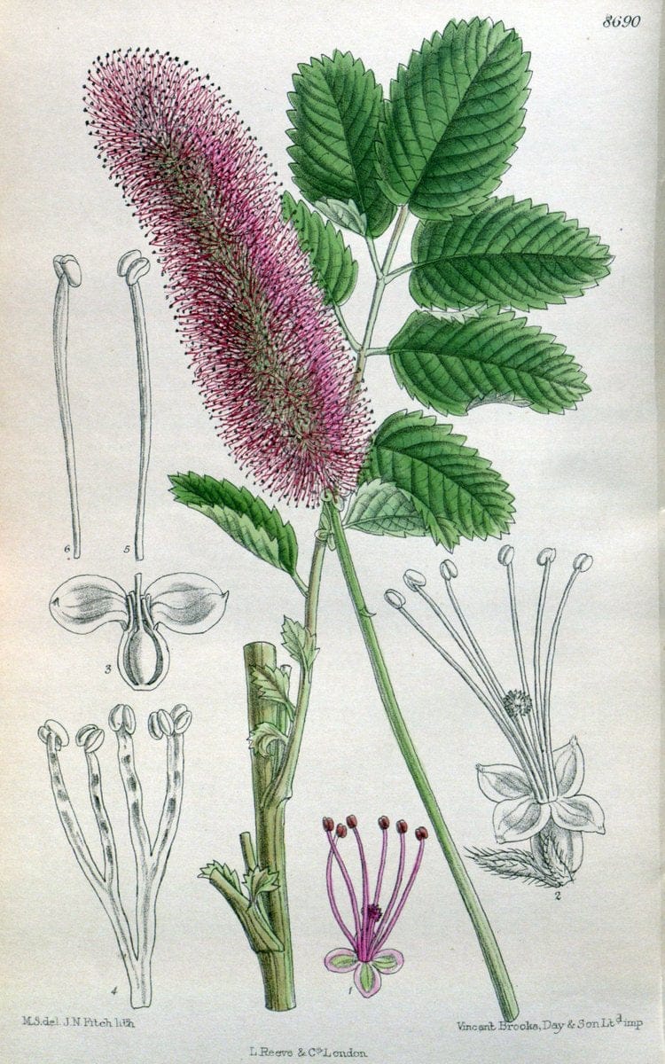 Curtis's botanical magazine. London ; New York [etc.] :Academic Press [etc.]. | "Botanical illustration" Botany Periodicals "Pictorial works" "Plants, Ornamental"  | Vintage Print Reproduction 453920