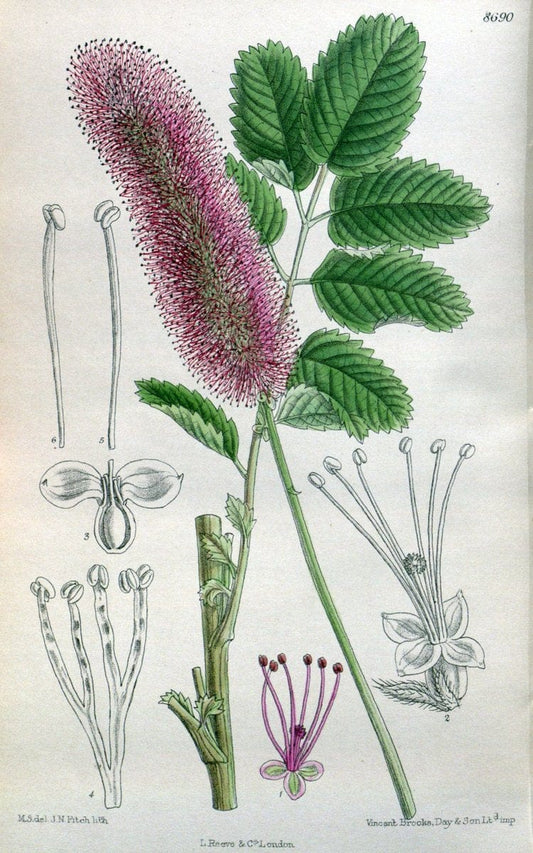 Curtis's botanical magazine. London ; New York [etc.] :Academic Press [etc.]. | "Botanical illustration" Botany Periodicals "Pictorial works" "Plants, Ornamental"  | Vintage Print Reproduction 453920
