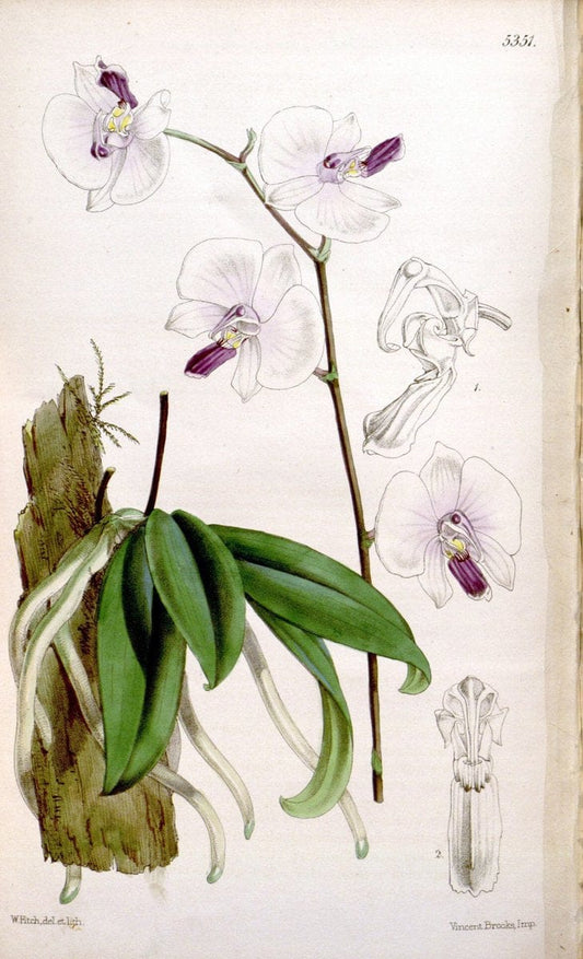Curtis's botanical magazine. London ; New York [etc.] :Academic Press [etc.]. | "Botanical illustration" Botany Periodicals "Pictorial works" "Plants, Ornamental"  | Vintage Print Reproduction 453921