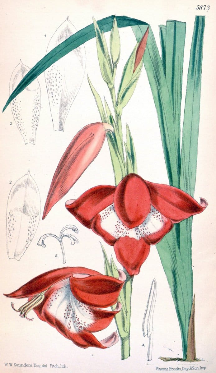 Curtis's botanical magazine. London ; New York [etc.] :Academic Press [etc.]. | "Botanical illustration" Botany Periodicals "Pictorial works" "Plants, Ornamental"  | Vintage Print Reproduction 453922