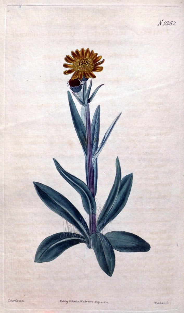 Curtis's botanical magazine. London ; New York [etc.] :Academic Press [etc.]. | "Botanical illustration" Botany Periodicals "Pictorial works" "Plants, Ornamental"  | Vintage Print Reproduction 453923