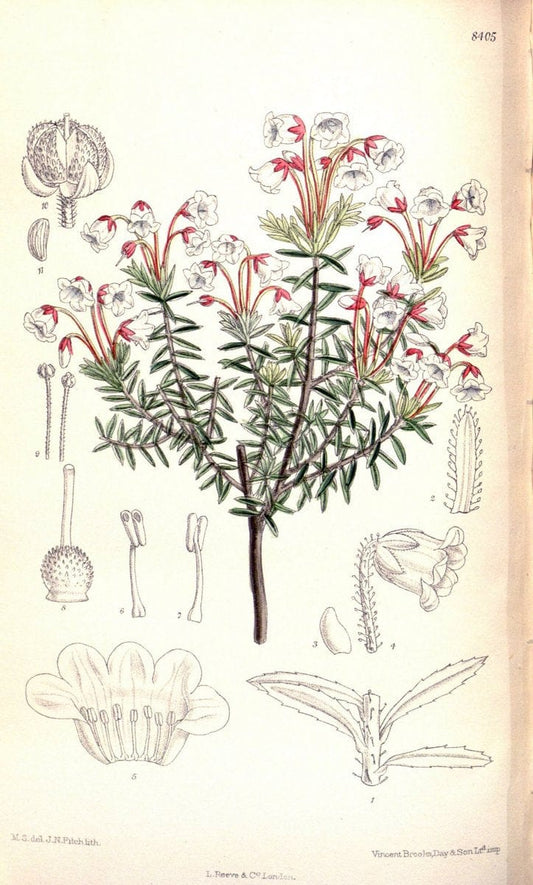 Curtis's botanical magazine. London ; New York [etc.] :Academic Press [etc.]. | "Botanical illustration" Botany Periodicals "Pictorial works" "Plants, Ornamental"  | Vintage Print Reproduction 453925
