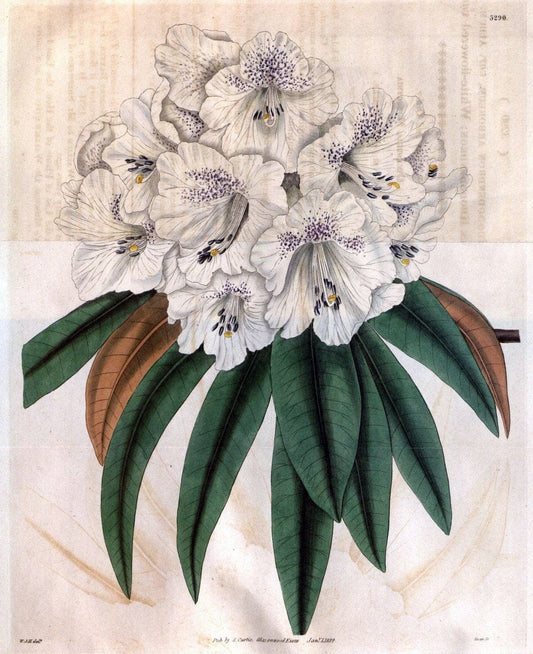Curtis's botanical magazine..London ;New York [etc.] :Academic Press [etc.]. |  | Vintage Print Reproduction 453927