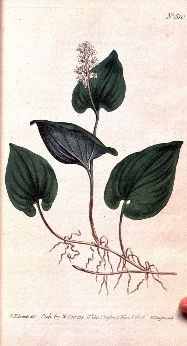 Curtis's botanical magazine. London ;New York [etc.] :Academic Press [etc.]. | Botany Periodicals "Pictorial works"  | Vintage Print Reproduction 453928