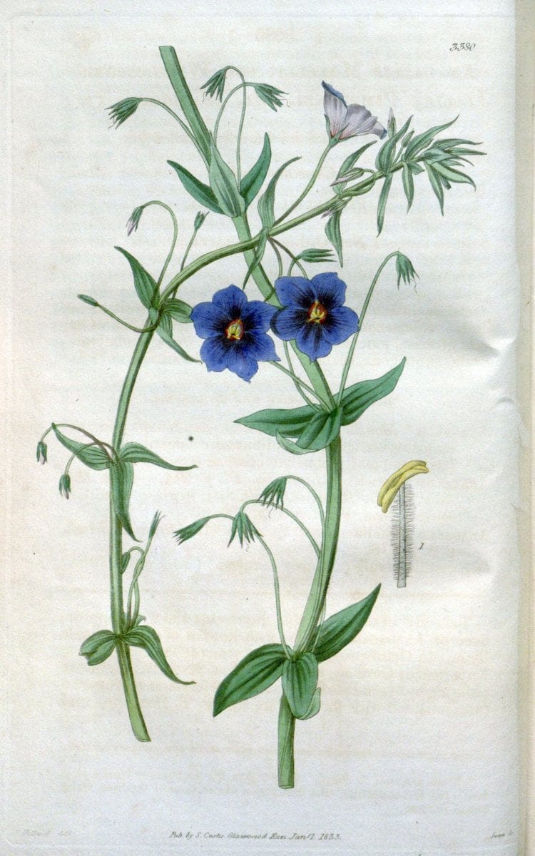 Curtis's botanical magazine. London ;New York [etc.] :Academic Press [etc.]. | Botany Periodicals "Pictorial works"  | Vintage Print Reproduction 453929